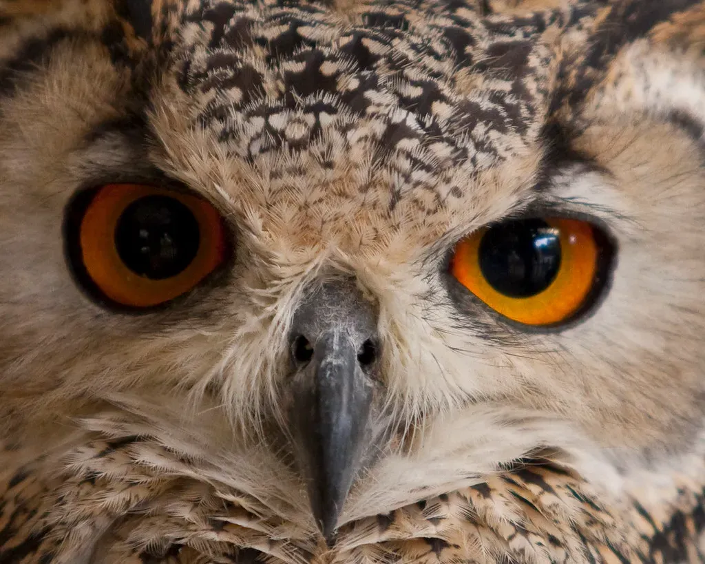 Enhanced Night Vision: More Than Just Big Eyes (Image Credits: Flickr)