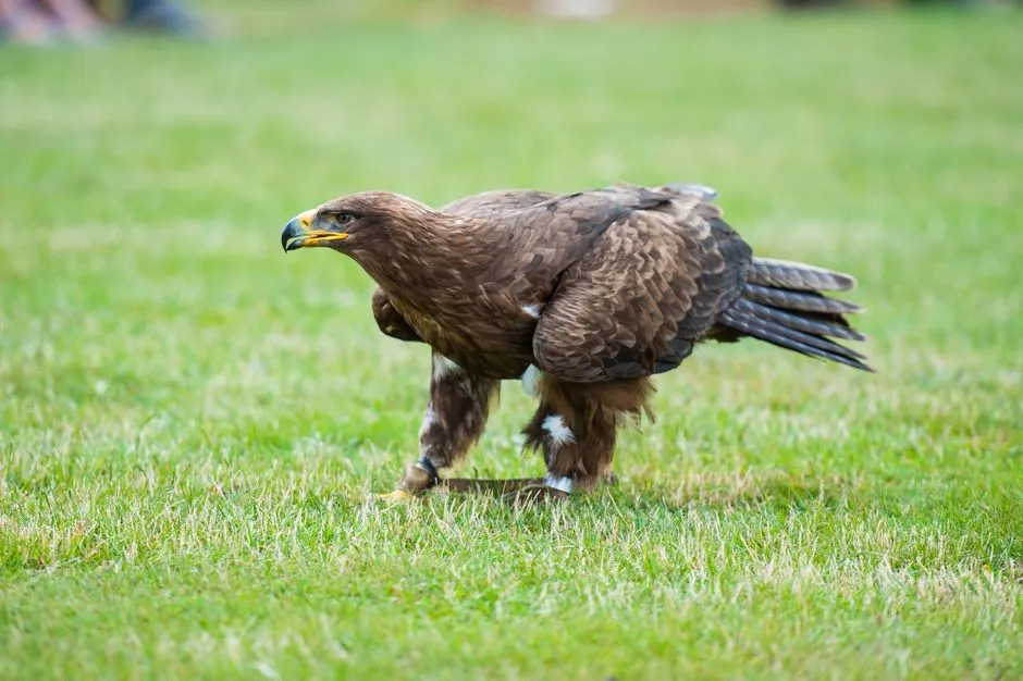 Virgo &ndash; The Steppe Eagle: Precise, Practical, and Purpose-Driven (Image Credits: Pexels)