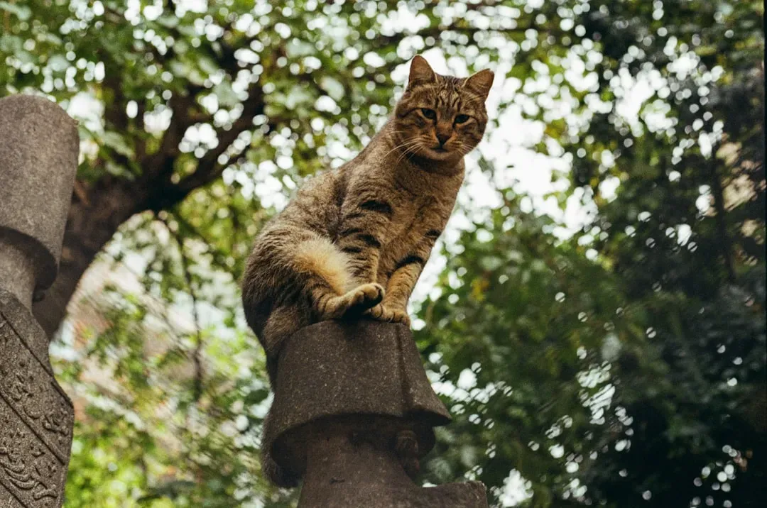The Bengal: Beautiful But High Energy (Image Credits: Unsplash)