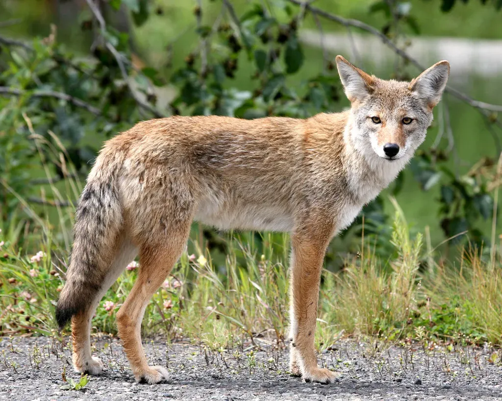 Sagittarius: The Wandering Coyote (Image Credits: Flickr)