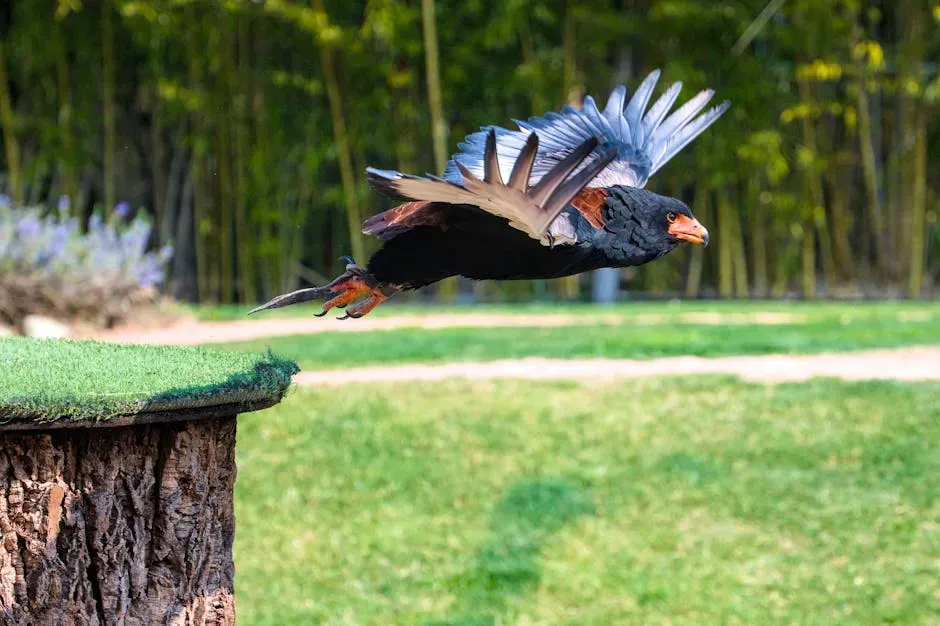 16. Bateleur Eagle - Africa's Acrobatic Marvel (Image Credits: Pexels)