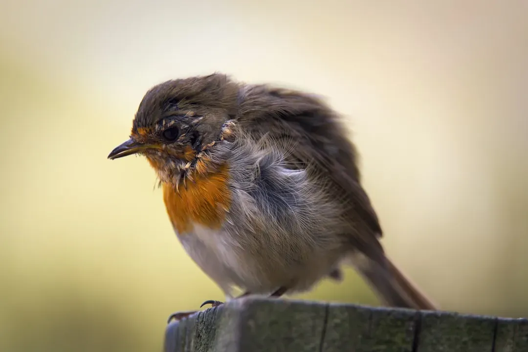 Fluffing Feathers for Insulation (Image Credits: Unsplash)