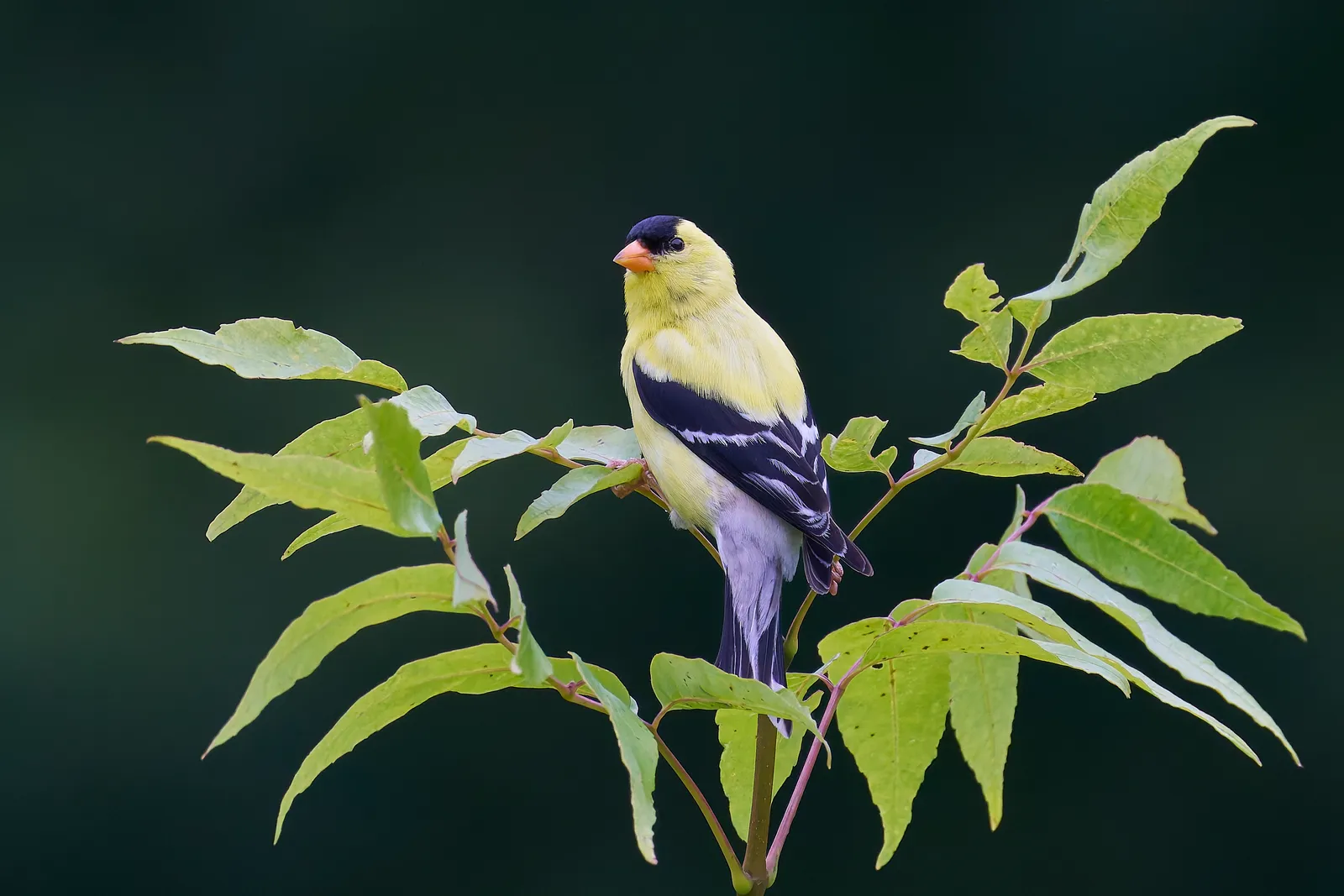 #12 - Goldfinches: Fewer Yellow Flashes at the Feeder (By Paul Danese, CC BY-SA 4.0)