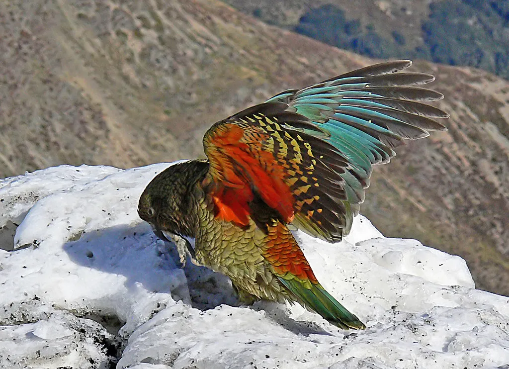 How Kea Compare to Crows, Apes, and Us (Image Credits: Flickr)