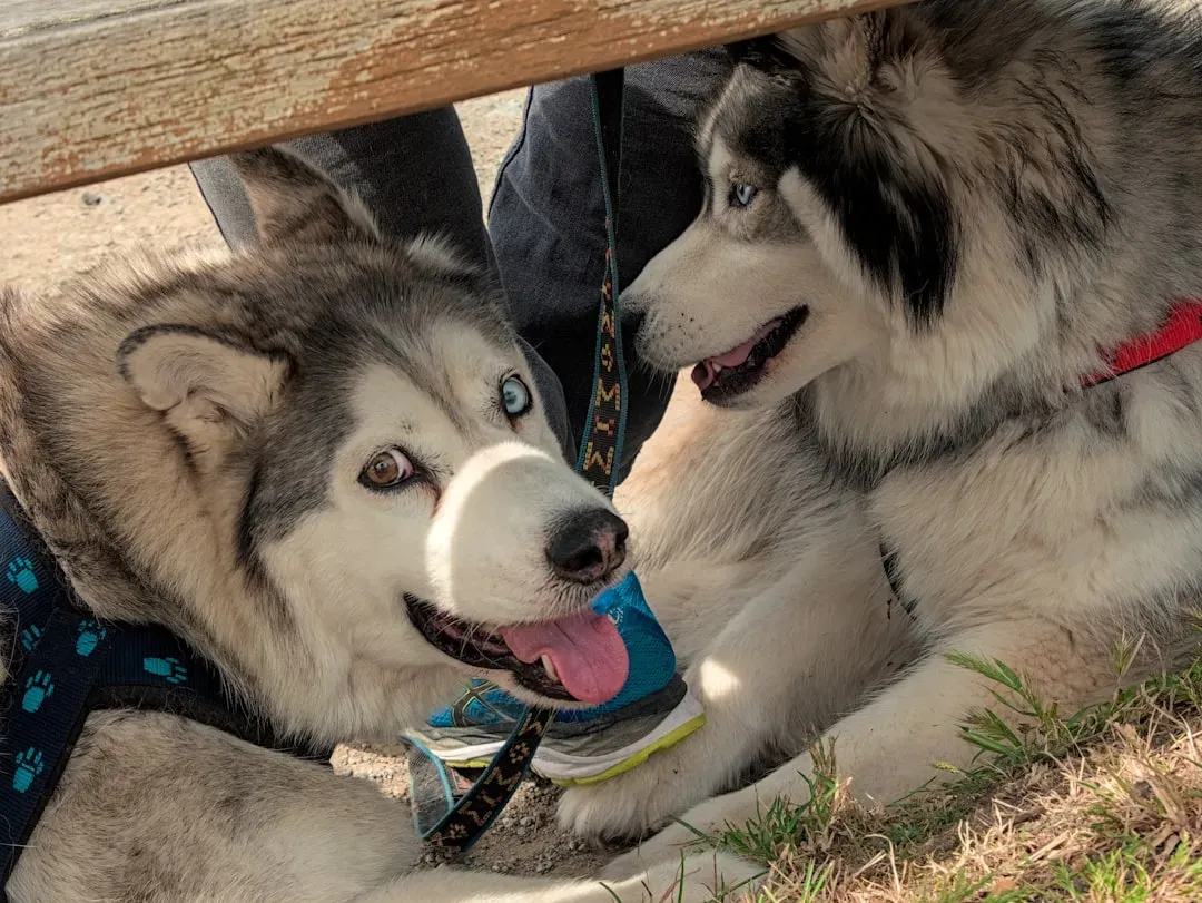 Conclusion: Finding Your Loyal Companion (Image Credits: Unsplash)