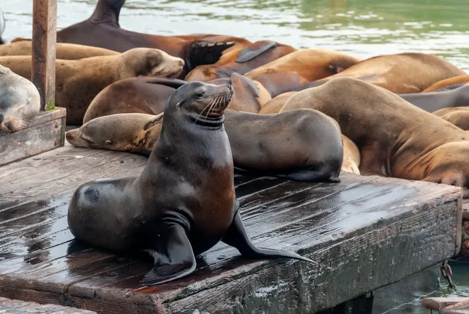 7. San Francisco, California - Sea Lions at the Pier (Image Credits: Pexels)