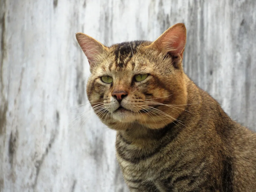 17. Vocalizing At Doors Or Windows As If Something Is Wrong (Image Credits: Unsplash)