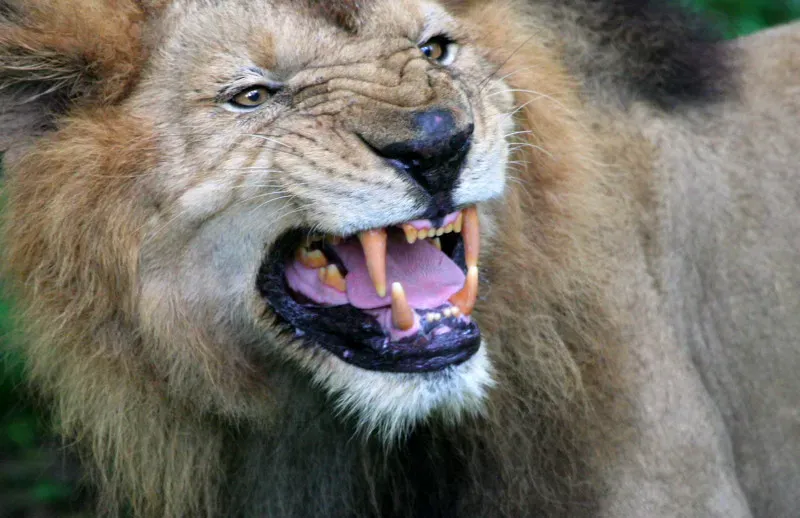 Leo: The Majestic Lion Ruling Its Kingdom (Image Credits: Flickr)