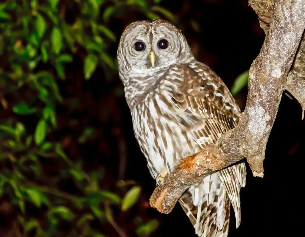 January: The Silent Observer Owl (Image Credits: Flickr)
