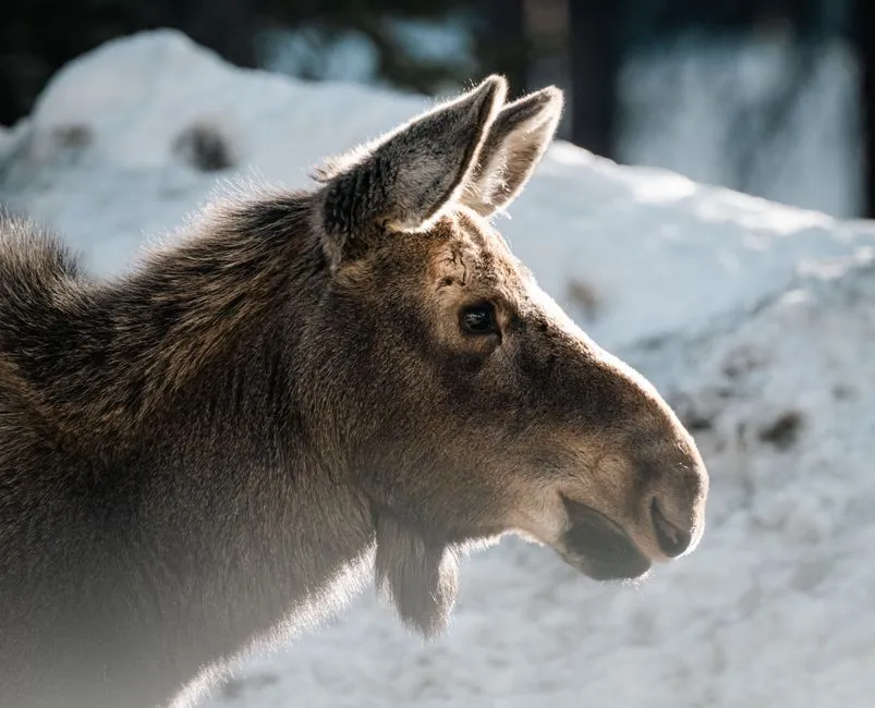 #7 &ndash; Freezing Instead of Trying to Escape (Image Credits: Pexels)