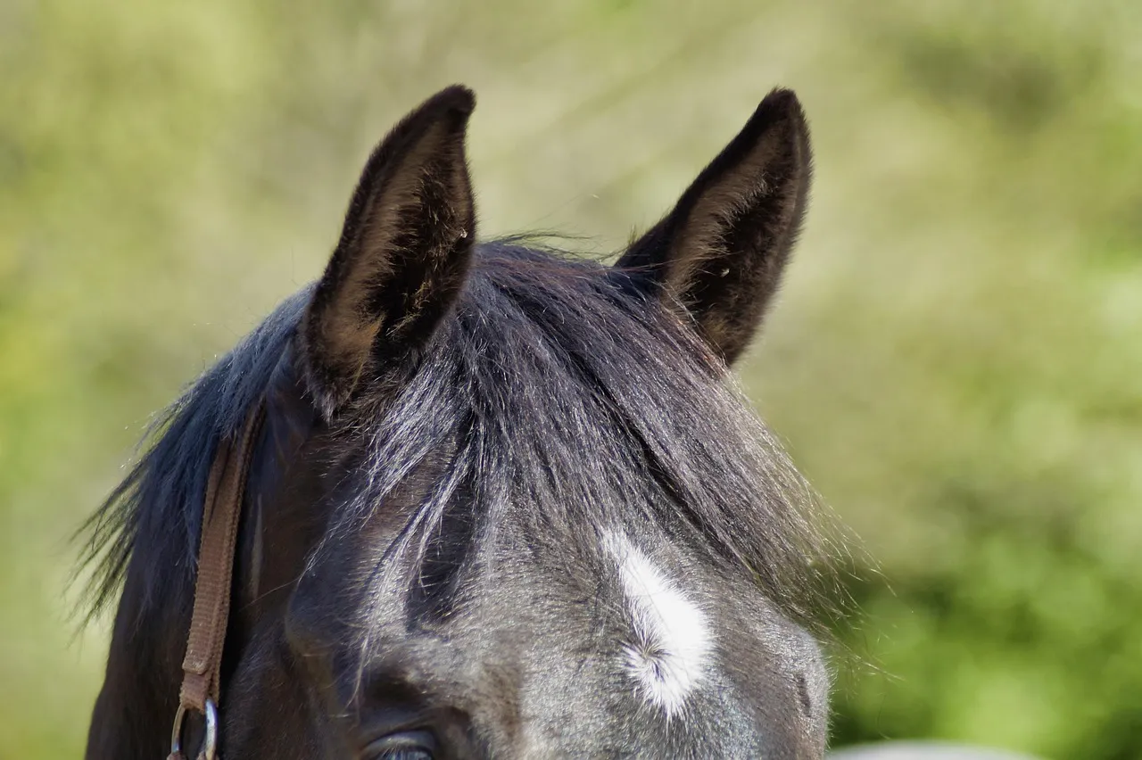 #2 - They Keep One Ear on You Even When Their Body Faces Away (Image Credits: Pixabay)