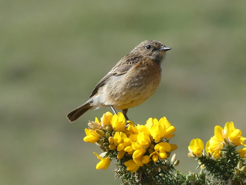 #11 - They Come Back Quickly After a Fright Instead of Abandoning the Garden (ianpreston, Flickr, CC BY 2.0)