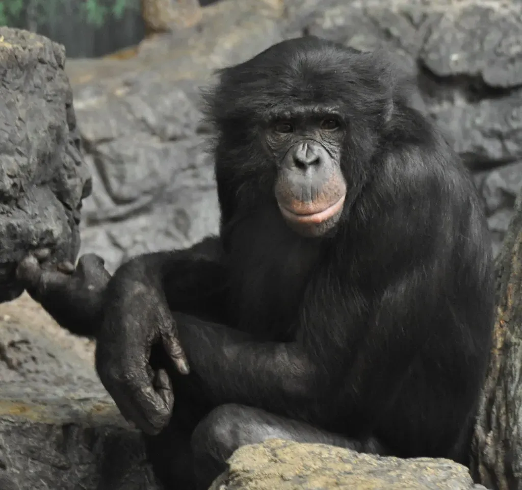 #9 - Bonobos (bobosh_t, Flickr, CC BY-SA 2.0)