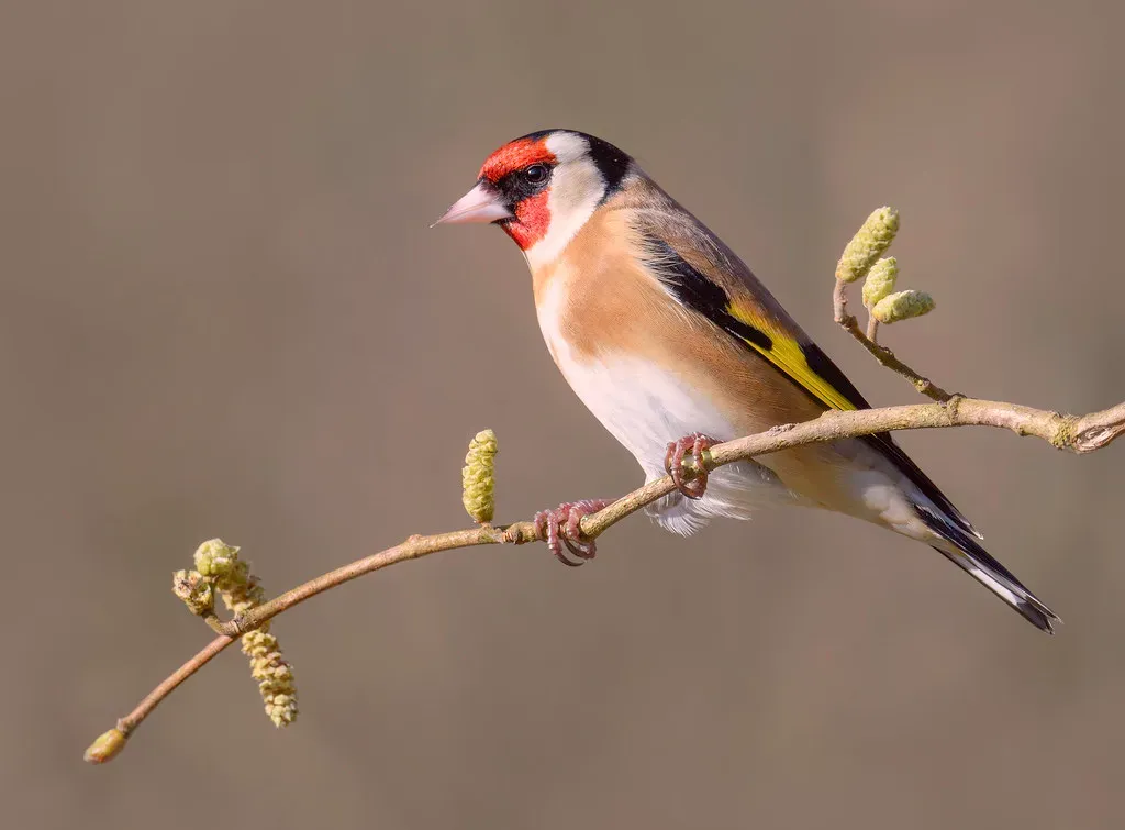 #8 - Include Birch, Alder, or Elm Trees for Buds and Early-Season Food (cazalegg, Flickr, CC BY 2.0)