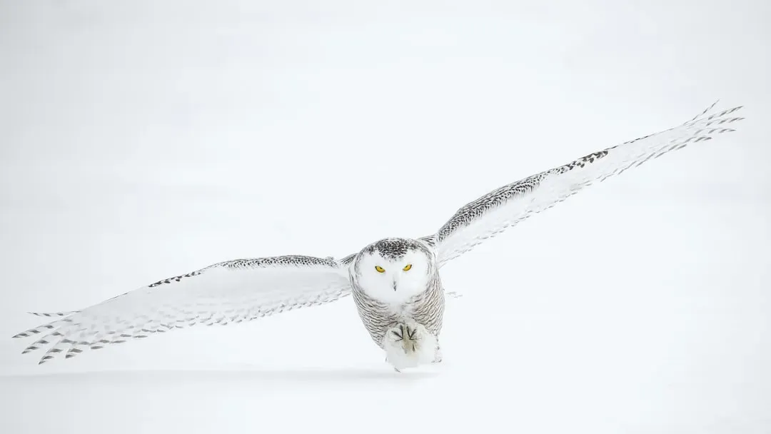 Snowy Owl (Image Credits: Unsplash)
