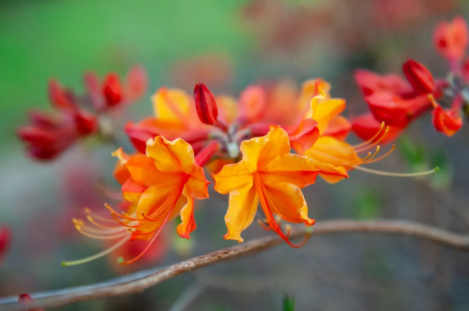 12. Native Azalea (Rhododendron periclymenoides) - The Season Opener (By Alabama Extension, CC0)