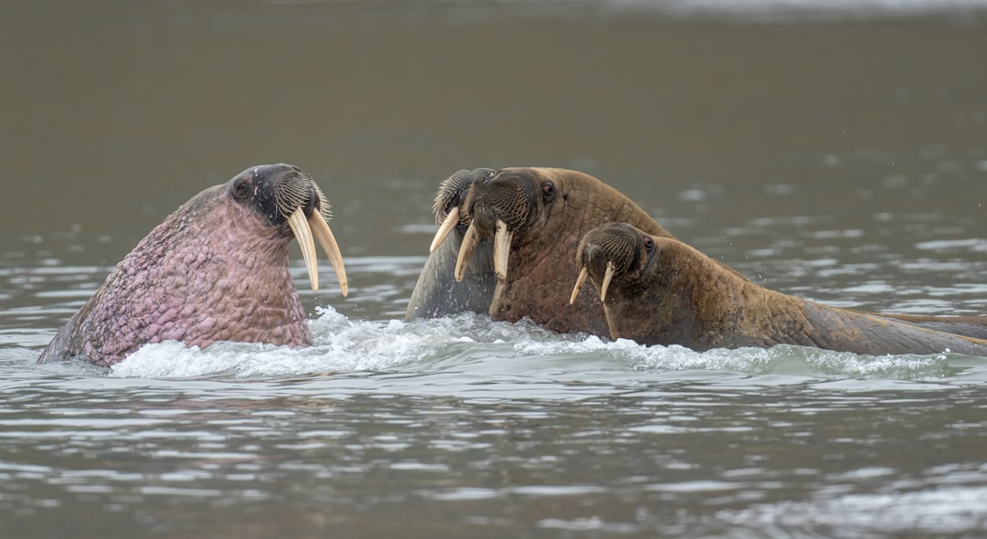 Bull Walruses - Arctic Armor Plated Warriors (Image Credits: Unsplash)