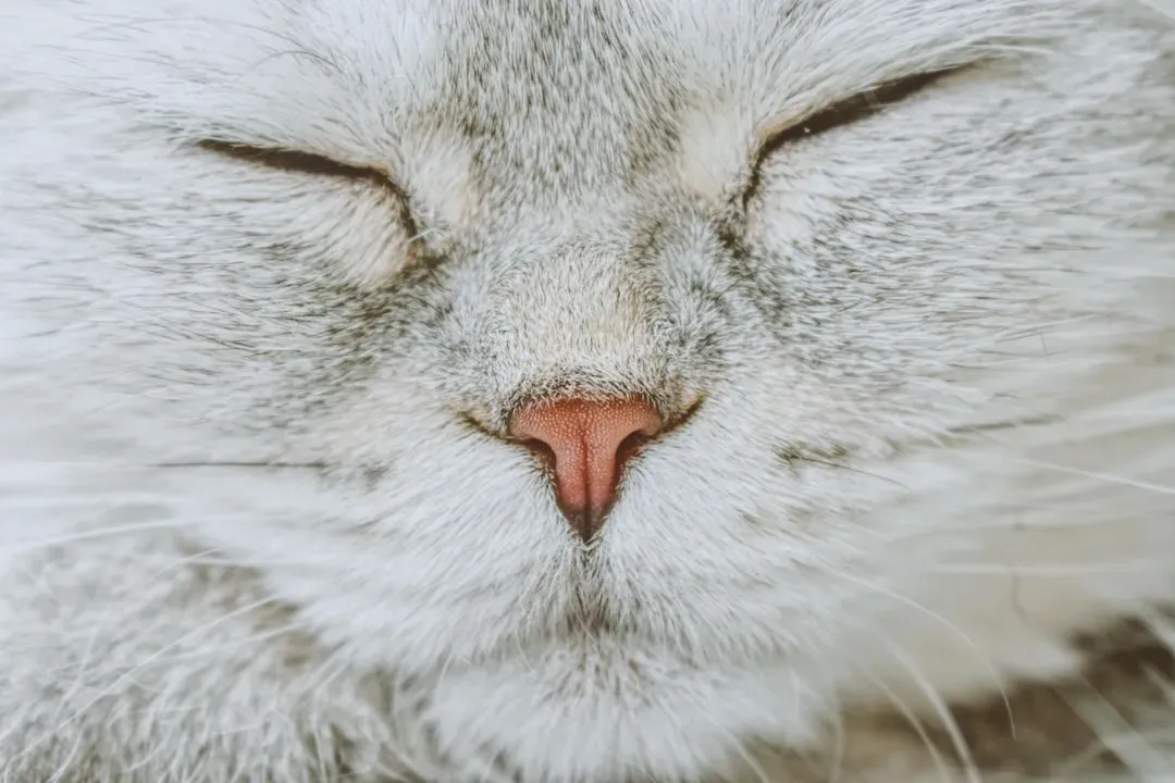 The Slow Blink: Your Cat's Version of a Kiss (Image Credits: Unsplash)