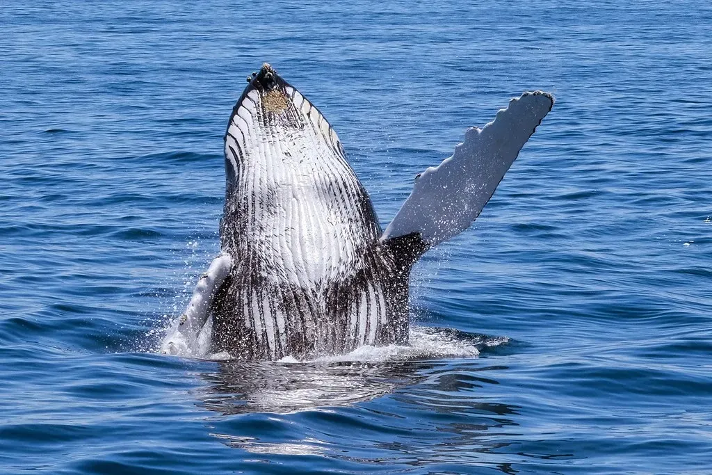 6. Massachusetts: New England's Legendary Whale Waters (rjshade, Flickr, CC BY 2.0)