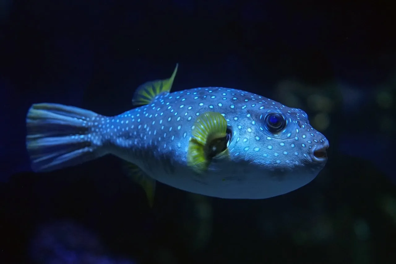 #2 Pisces: The Dreaming Deep-Sea Dweller (Image Credits: Pixabay)