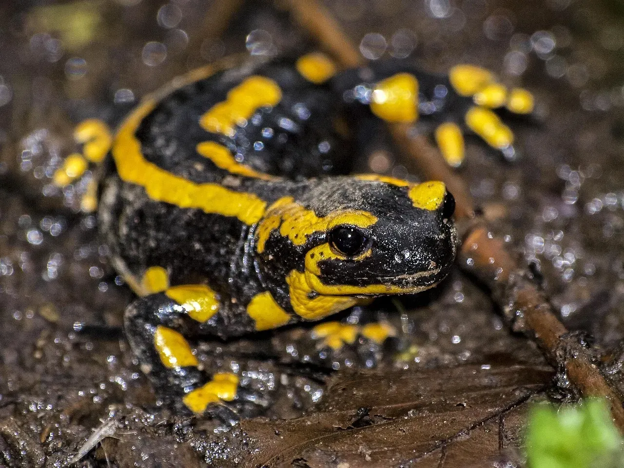 9. The Olm: A Cave Salamander That Barely Seems to Age (Image Credits: Pixabay)