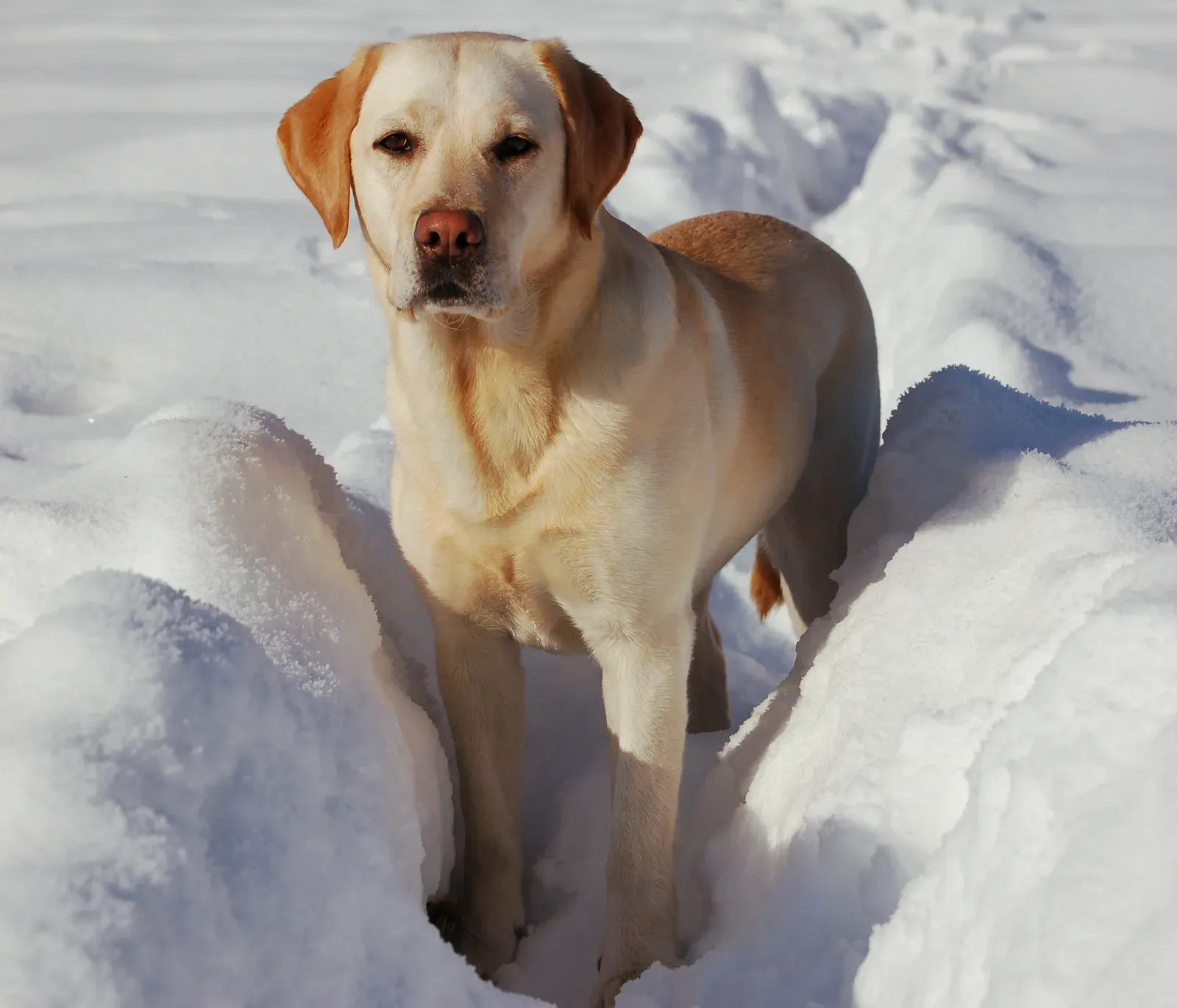The Labrador Retriever: Science's Favorite Loyal Dog (Image Credits: Wikimedia)