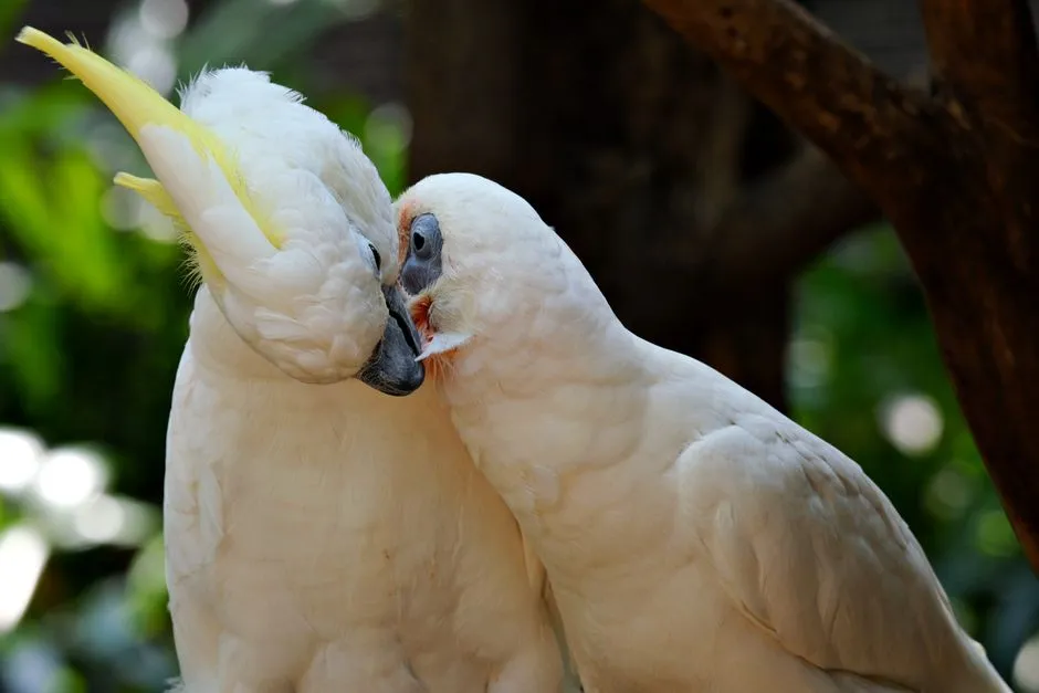 8. Gentle Nibbles and Beak Rubs (Image Credits: Pexels)
