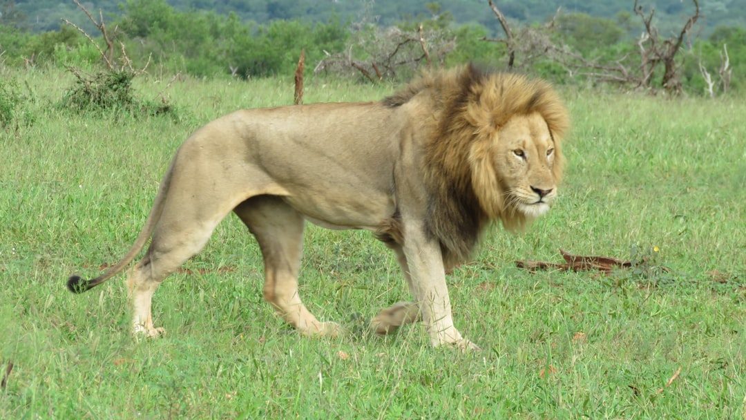 Lions (Image Credits: Unsplash)