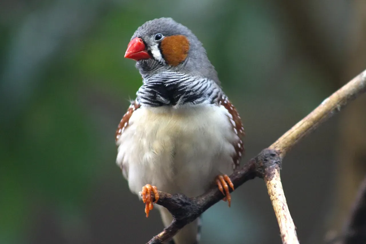 Birds Rehearsing Songs Nobody Can Hear (Image Credits: Pixabay)