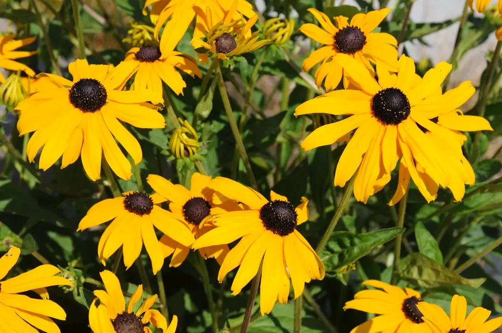 Black-Eyed Susan (Rudbeckia hirta) (Image Credits: Flickr)