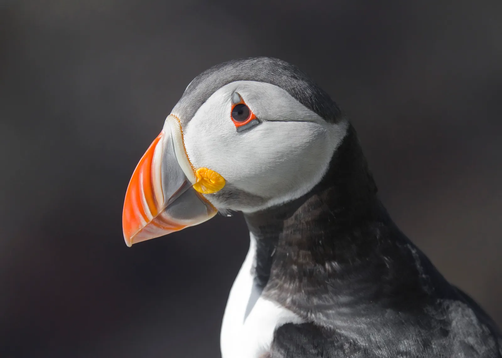 8. Puffins' Eyesight Is Remarkable (By Andreas Trepte, CC BY-SA 2.5)