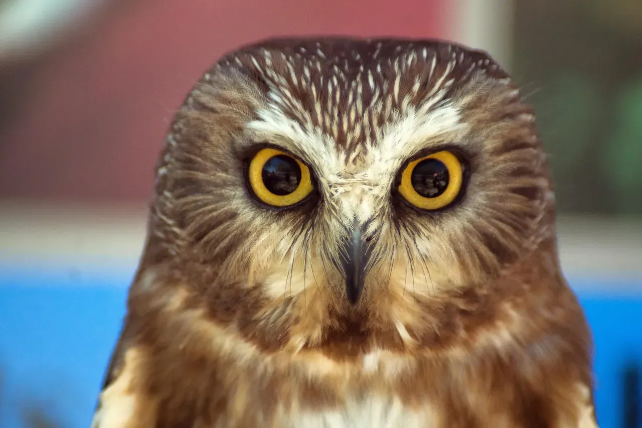 #6 Virgo (August 23 &ndash; September 22): The Northern Saw-whet Owl (Image Credits: Pixabay)