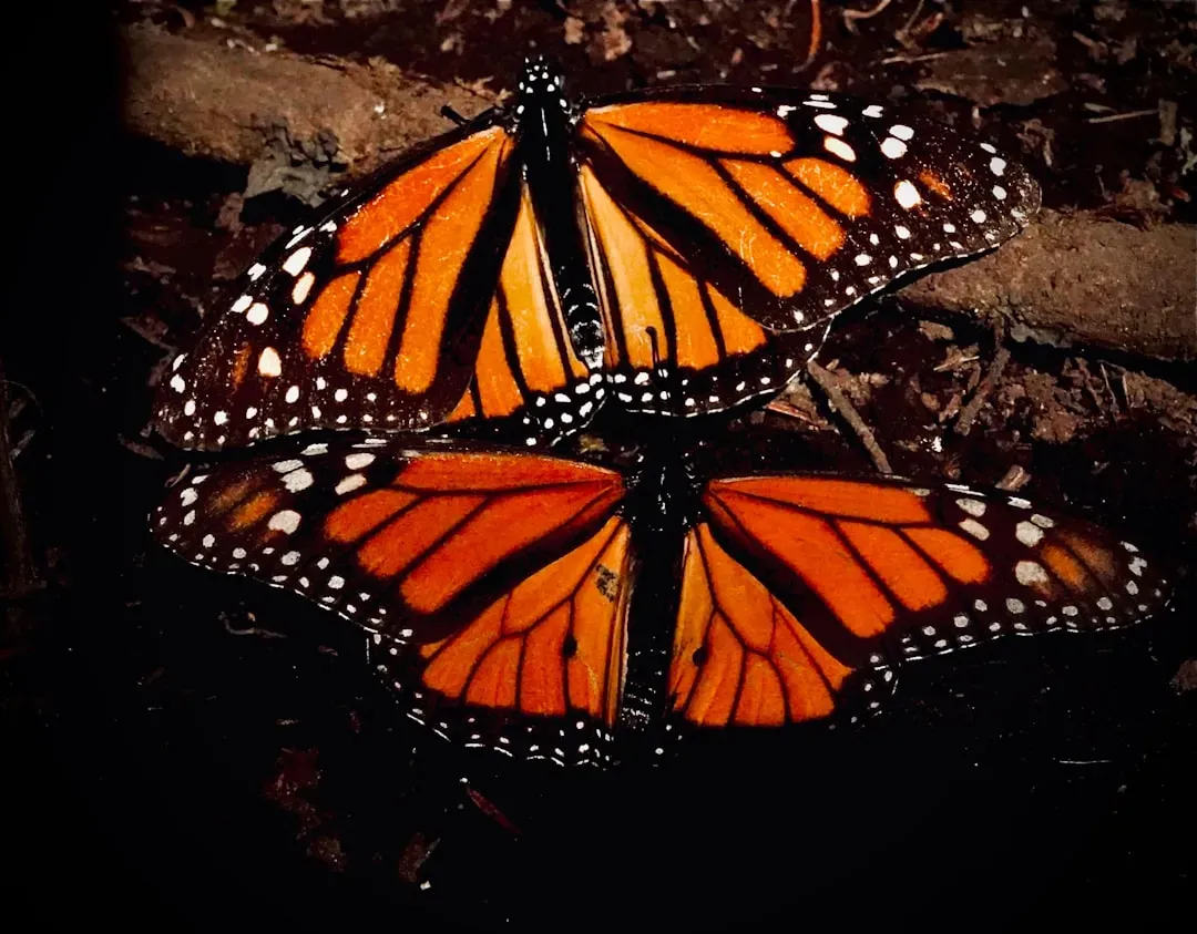 Monarch Butterflies: The Tiniest Long-Haul Navigators (Image Credits: Unsplash)