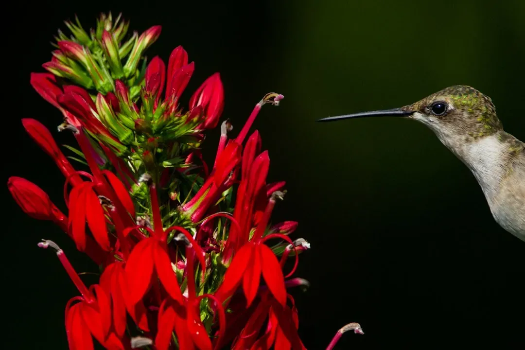 1. Cardinal Flower: The Red Bloom That Stops Hummingbirds Cold (Image Credits: Unsplash)