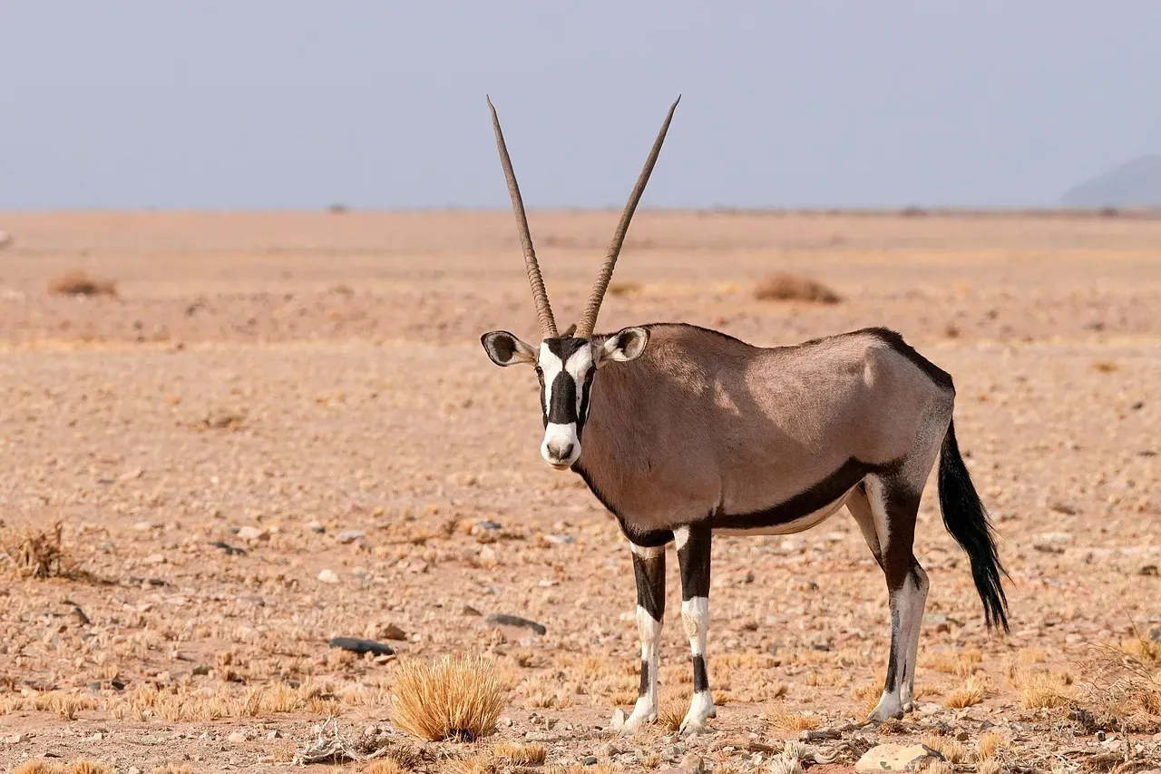When Predator Meets Prey: Nature's Most Defiant Friendships (Image Credits: Pixabay)