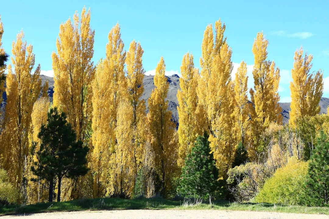 #8 - Tulip Poplar (Liriodendron tulipifera): The Hidden Caterpillar Factory (Image Credits: Unsplash)