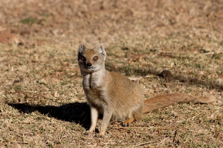 3. Mongoose (Image Credits: Pexels)