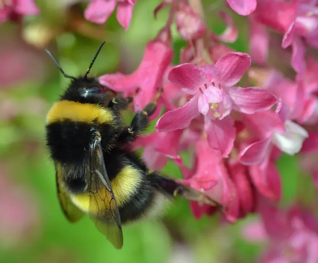 Add Nesting and Shelter Features for Insects and Birds (conall.., Flickr, CC BY 2.0)