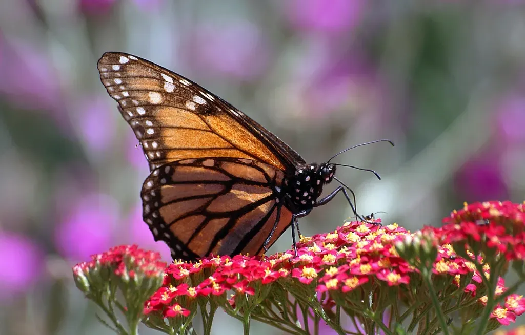 #7: At Peak Population, an Estimated 380 Million Monarchs Overwintered in Mexico (Image Credits: Rawpixel)