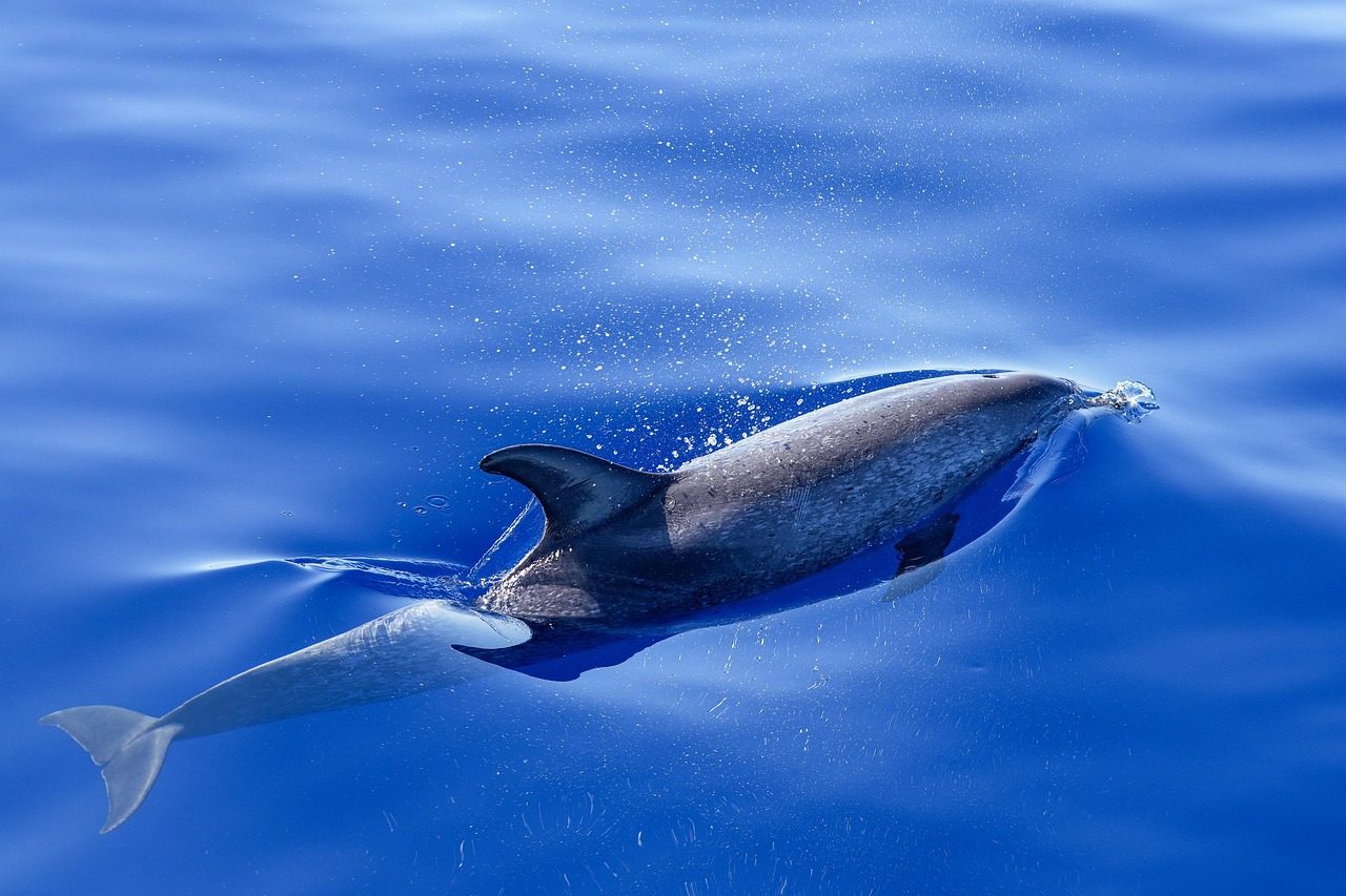 Aquarius: The Intelligent Dolphin of Cosmic Connection (Image Credits: Pixabay)