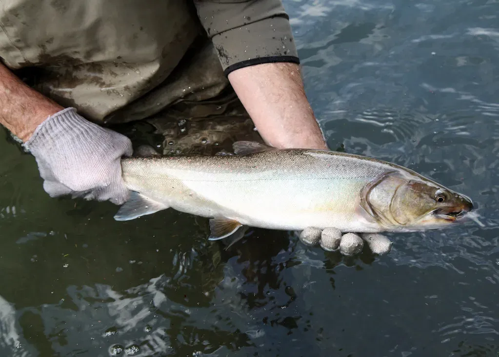 Lake and Bull Trout (Oregon Department of Fish & Wildlife, Flickr, CC BY-SA 2.0)
