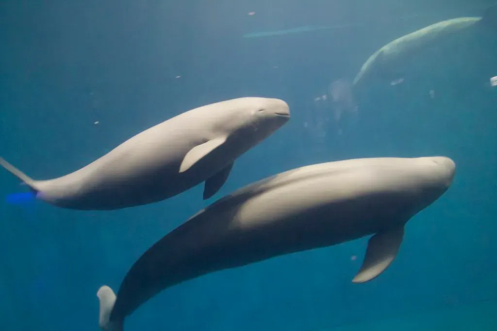 Yangtze Finless Porpoise: River's Smiling Ghost (foooomio, Flickr, CC BY 2.0)