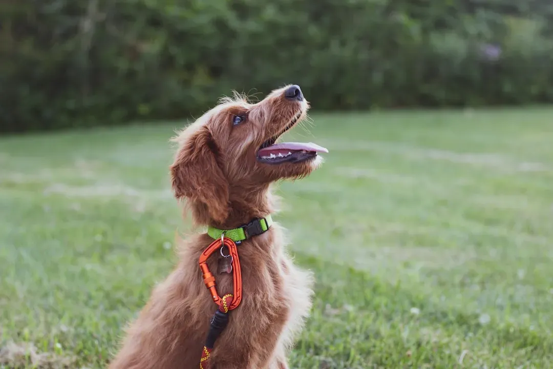 They Love Learning and Actually Ask to Train (Image Credits: Unsplash)