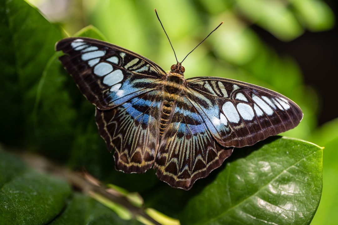 June: The Transformative Butterfly (Image Credits: Unsplash)