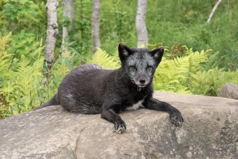 Leo (July 23 &ndash; August 22): The Silver Fox (Image Credits: Pexels)