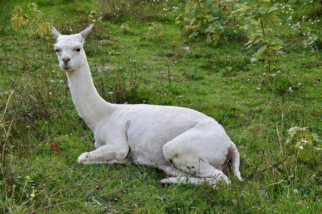Scorpio: The Mysterious Alpaca (Image Credits: Pixabay)