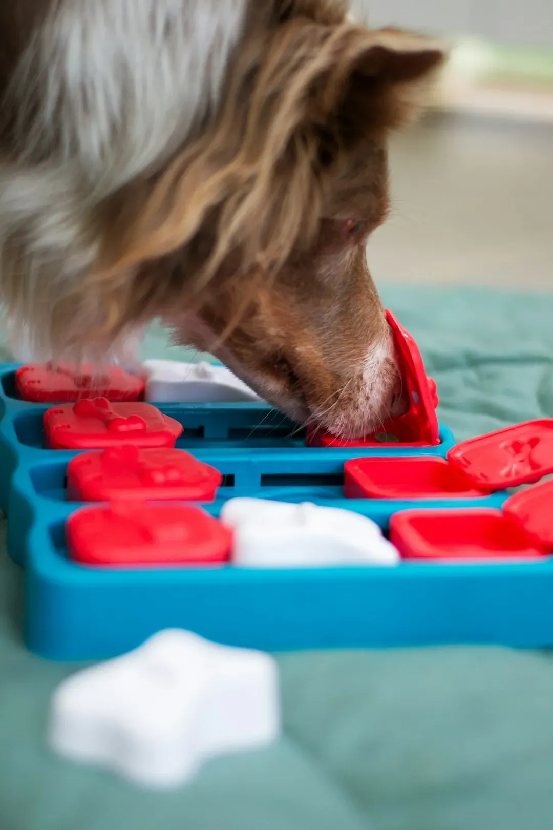 Mental Stimulation and Cognitive Engagement (Image Credits: Unsplash)