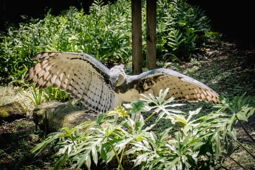 Leo (July 23 &ndash; August 22): The Harpy Eagle (Image Credits: Unsplash)