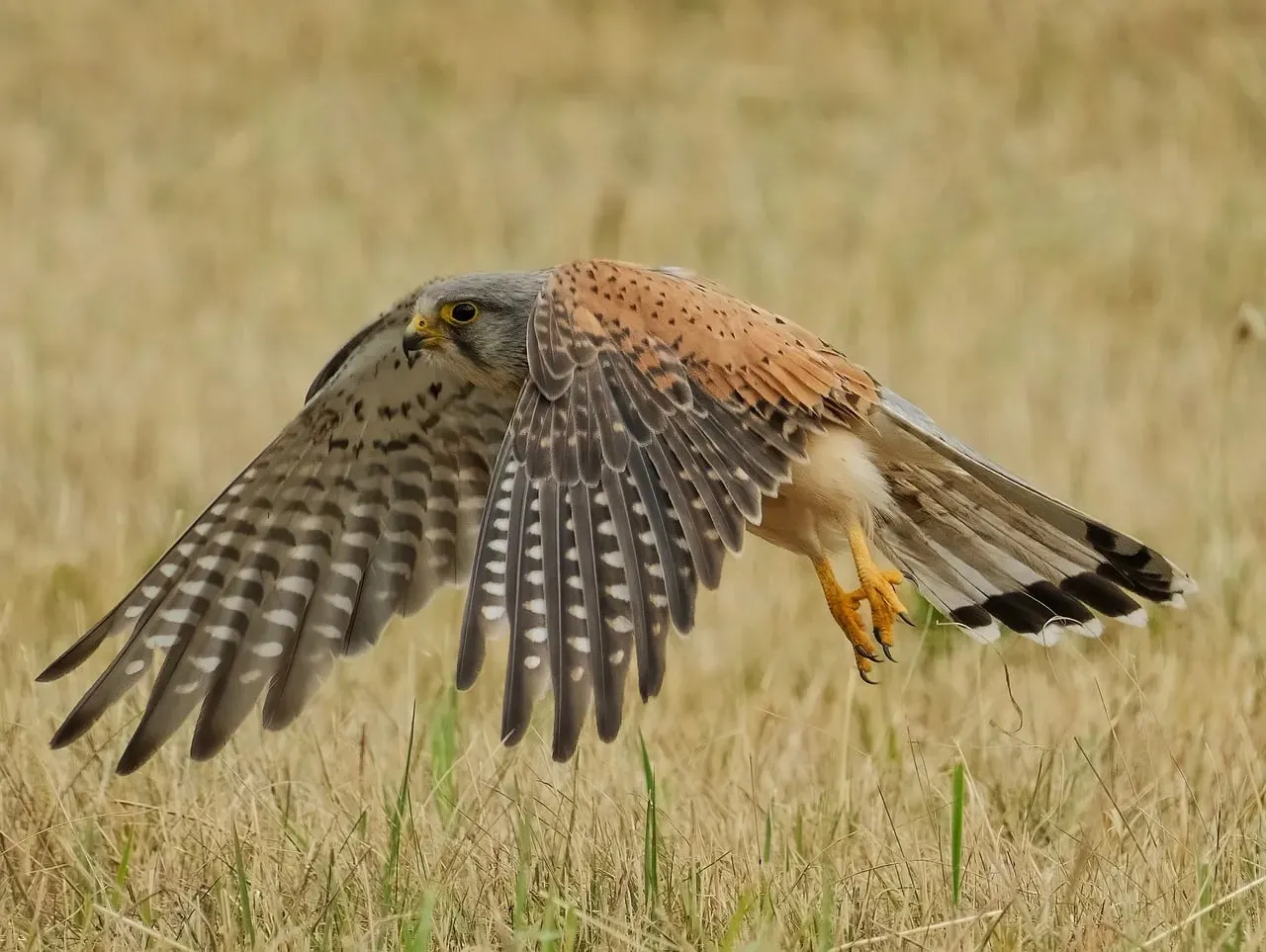 #2: What the Falcon Spirit Actually Means (Image Credits: Pixabay)