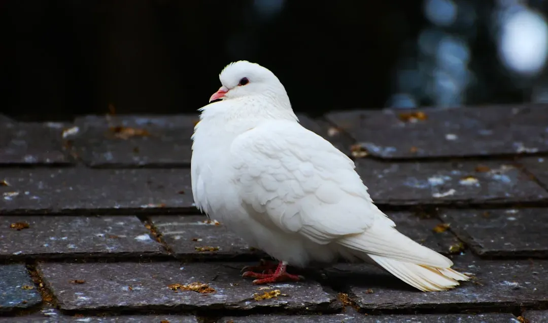 10. The Dove: Peaceful, Loyal, and Deeply Loving (Image Credits: Unsplash)